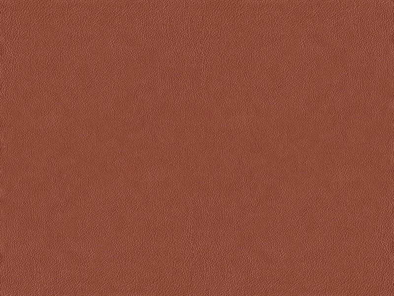 Sellerie Image 1